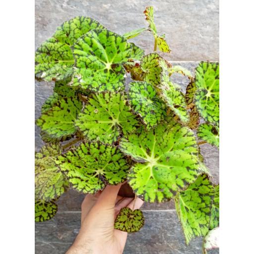Begonia rex magic samba