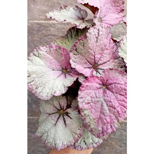 Begonia foliage B Asian Tundra