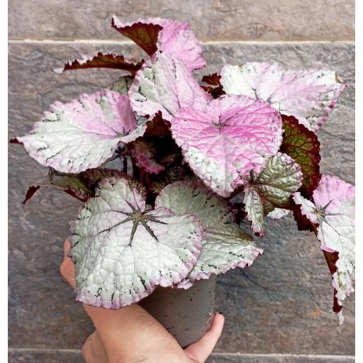 Begonia foliage B Asian Tundra [0]