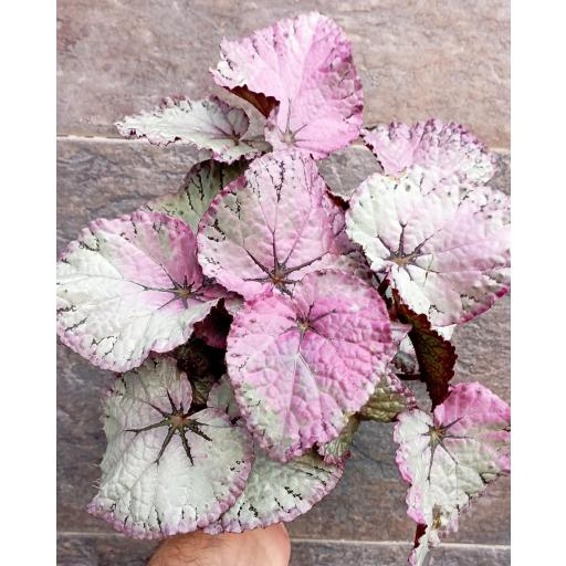 Begonia foliage B Asian Tundra [2]