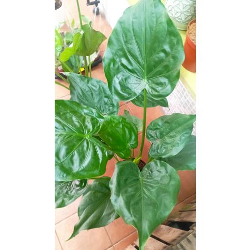 Alocasia cucullata [1]