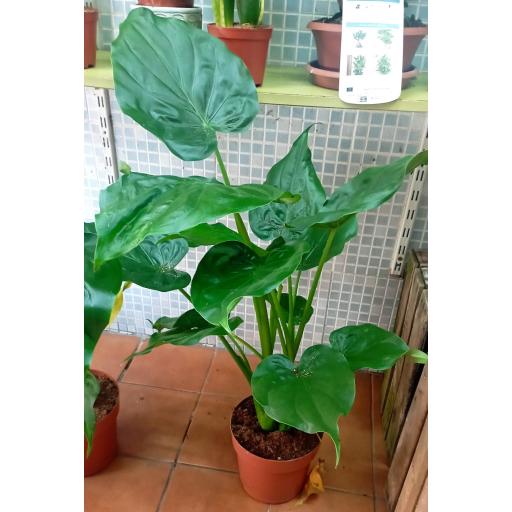 Alocasia cucullata