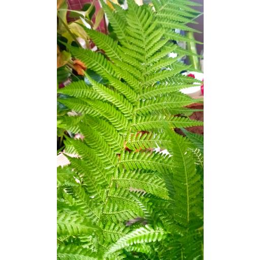Helecho Dicksonia Antarctica 110 cm [1]