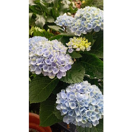 Hortensia revolution azul [1]