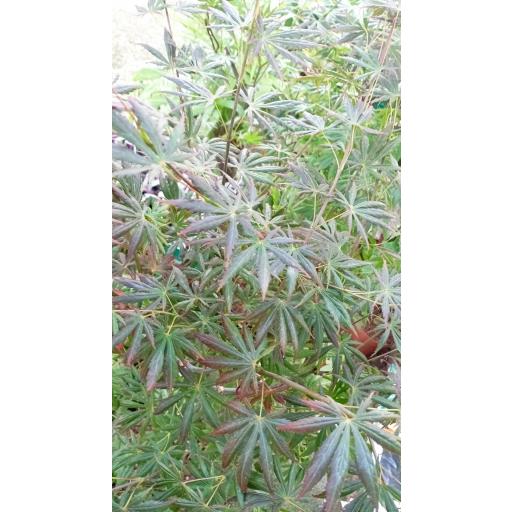 Acer Palmatum Trompenburg 130 cm [1]