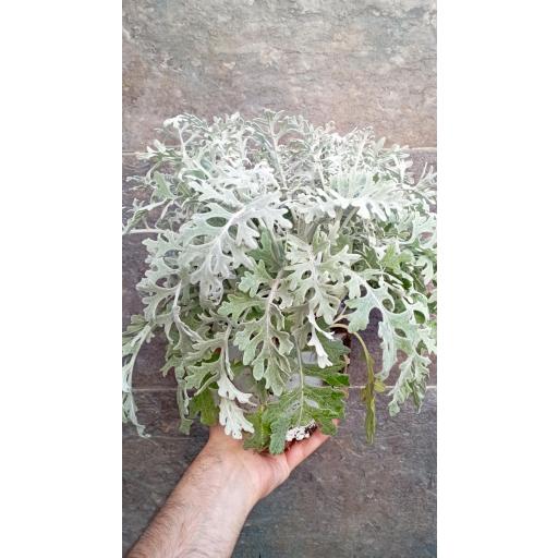 Senecio cineraria