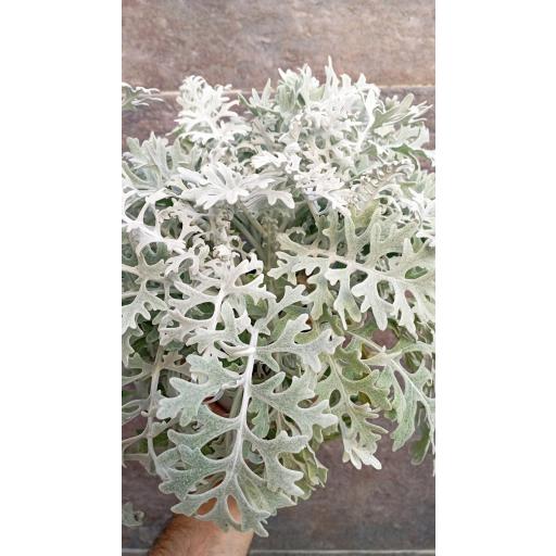 Senecio cineraria [0]