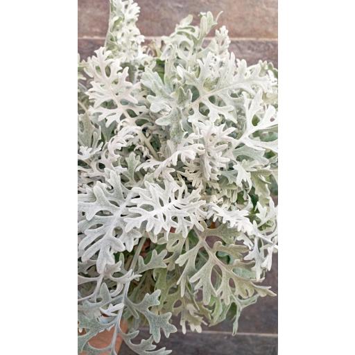 Senecio cineraria [2]