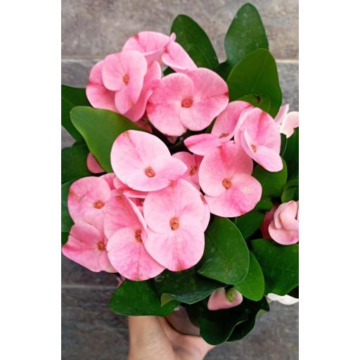 Euphorbia Tiara Charlotte ROSA [0]