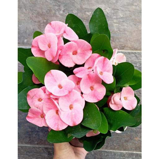 Euphorbia Tiara Charlotte ROSA [3]
