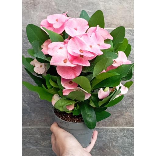 Euphorbia Tiara Charlotte ROSA [2]