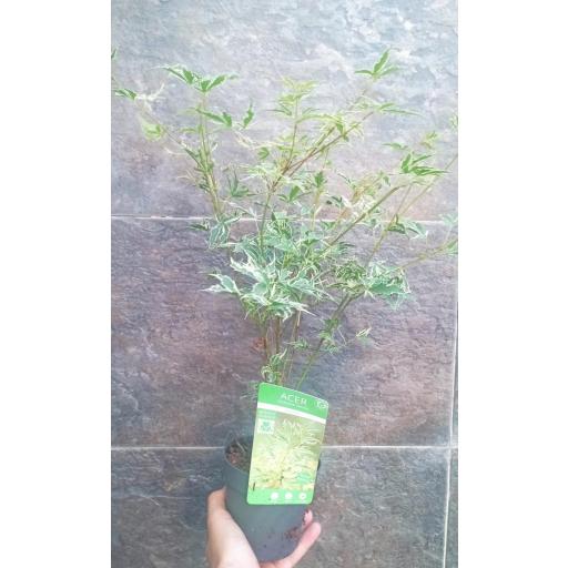 Acer Palmatum butterfly variegado 50 cm [2]