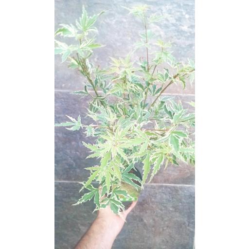 Acer Palmatum butterfly variegado 50 cm
