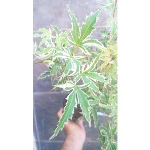 Acer Palmatum butterfly variegado 50 cm [1]