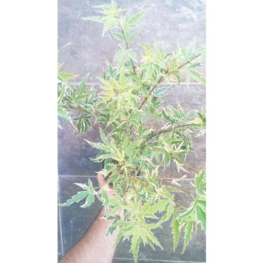 Acer Palmatum butterfly variegado 50 cm [3]