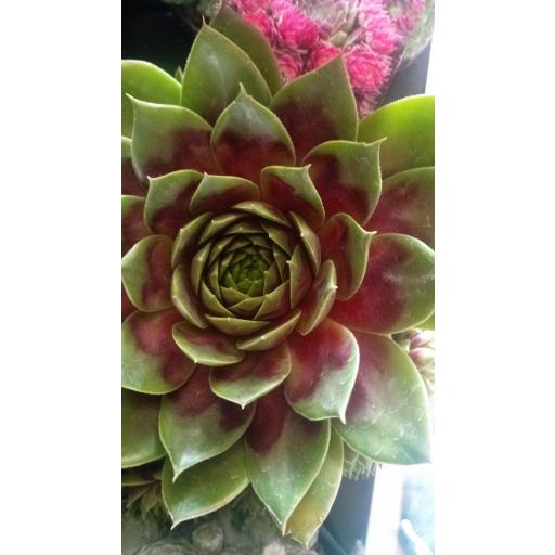 Sempervivum Chick Charms  [1]