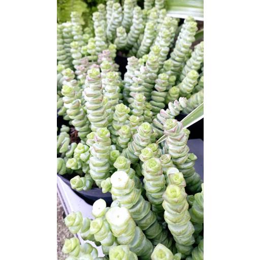Crassula Marnieriana [1]