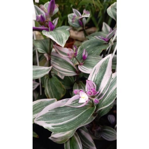 Tradescantia spathacea pink [1]