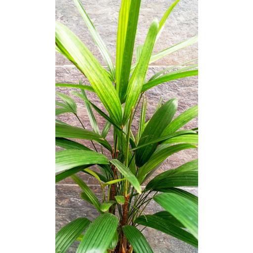 Palmera raphis 60 cm [1]