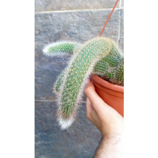 cactus colgante cleistocactus uulpis-cauda [2]