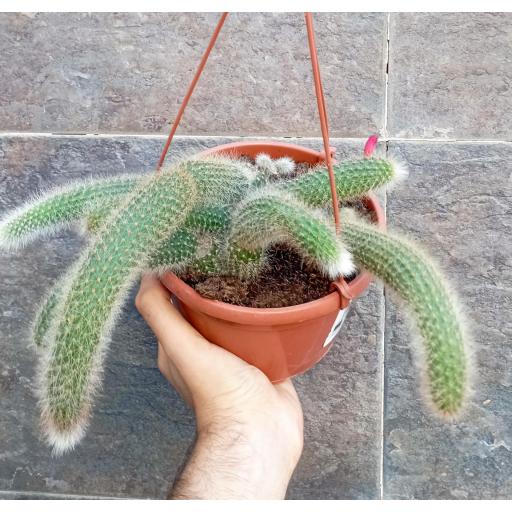 cactus colgante cleistocactus uulpis-cauda [1]