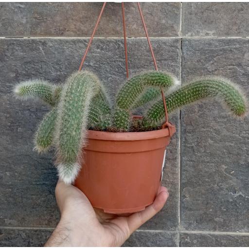 cactus colgante cleistocactus uulpis-cauda