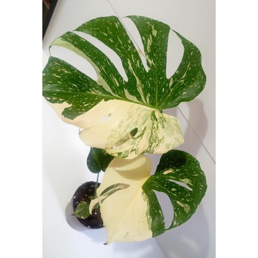 Monstera deliciosa (Costilla de Adán)  variegata [1]
