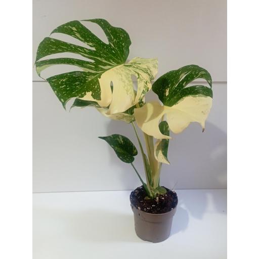 Monstera deliciosa (Costilla de Adán)  variegata
