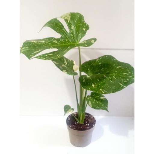 Monstera deliciosa (Costilla de Adán)  variegata [2]