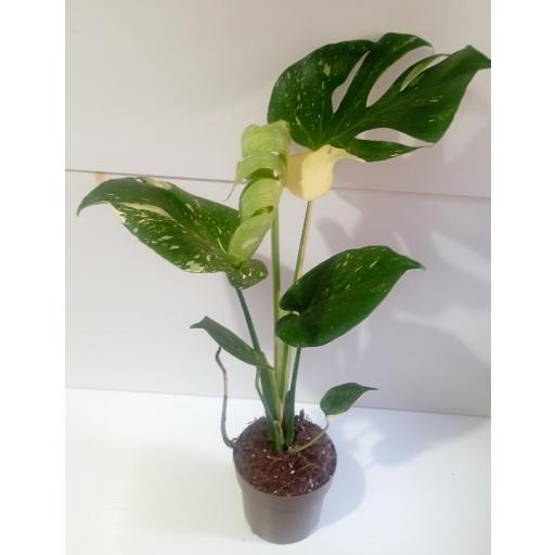 Monstera deliciosa (Costilla de Adán)  variegata [3]
