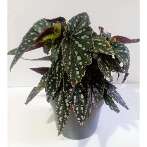 Begonia Maculata 'Spotlight'