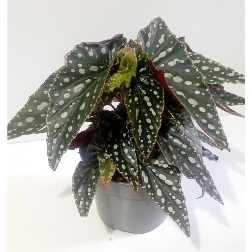 Begonia Maculata 'Spotlight'