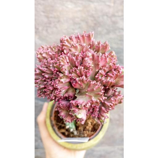 Euphorbia Lactea Cristata macetero cerámica [1]