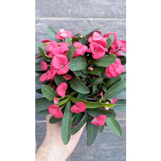 Euphorbia maxi red [2]
