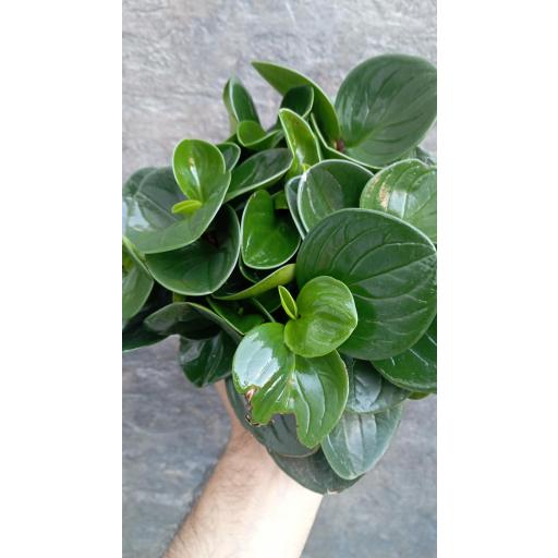Peperomia Red Cayon [2]