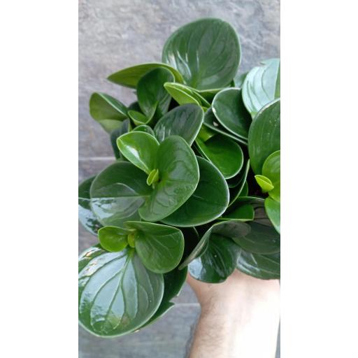 Peperomia Red Cayon [1]