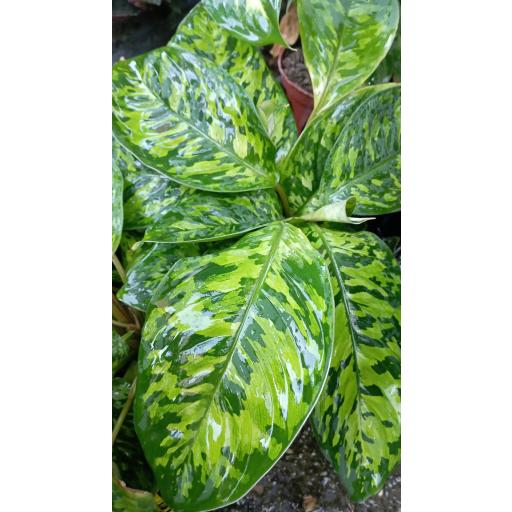 Homalomena Camouflage