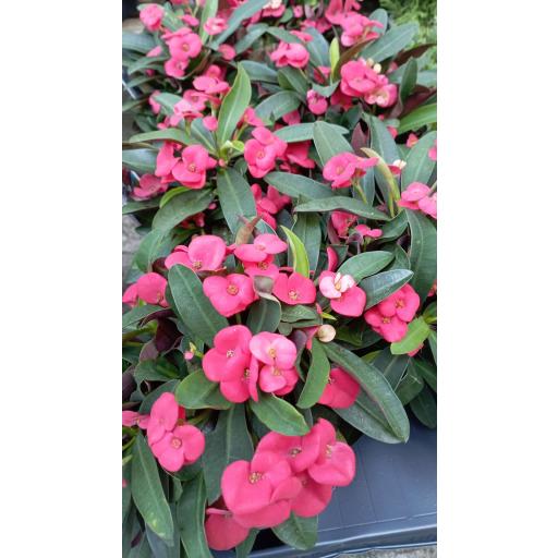 Euphorbia maxi red [1]