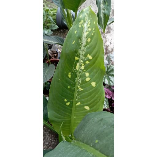 Dieffenbachia galaxy [1]