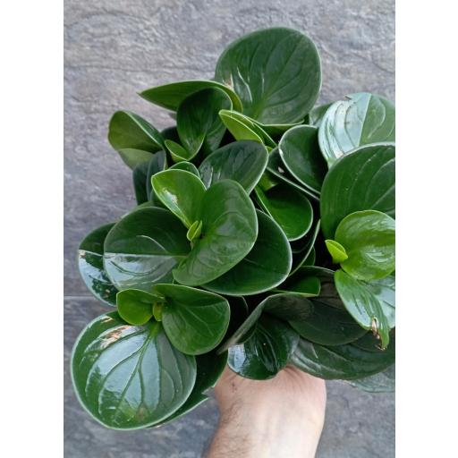 Peperomia Red Cayon