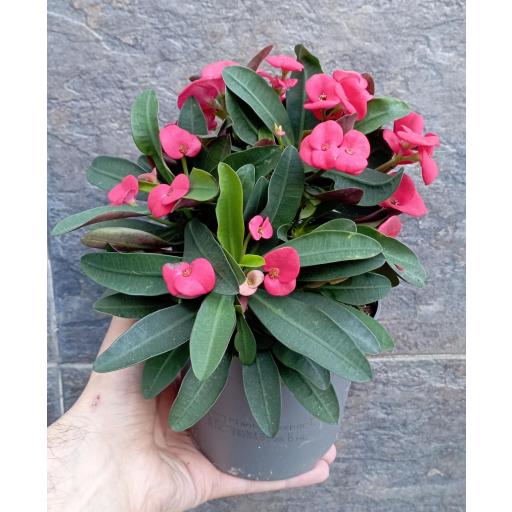 Euphorbia maxi red