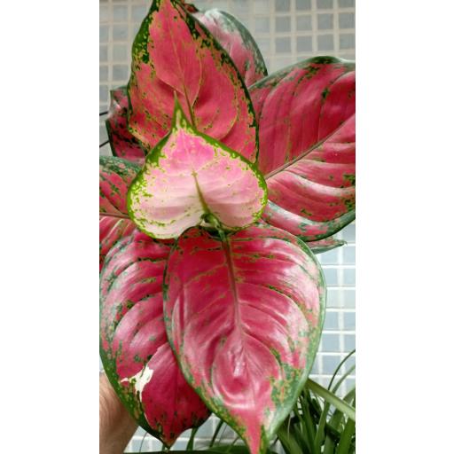 Aglaonema red [2]