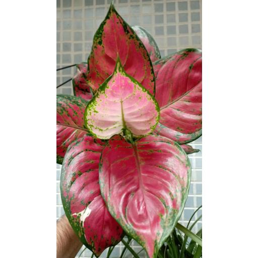 Aglaonema red [1]
