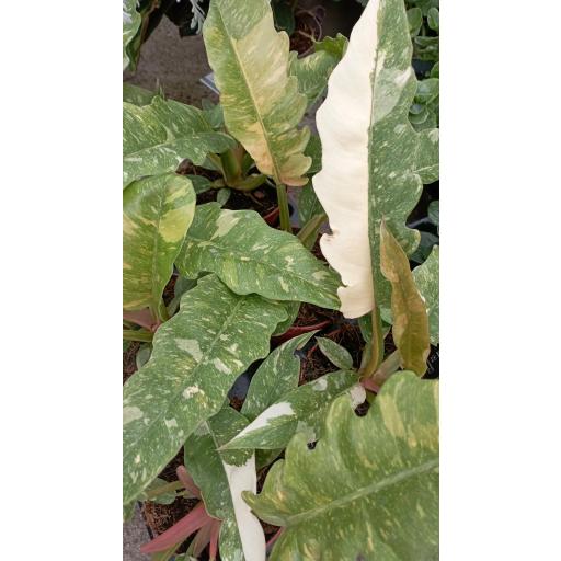 Philodendro ring of fire [1]