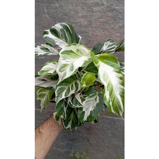 Calathea fusion white [2]