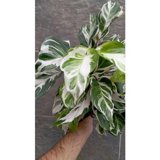Calathea fusion white