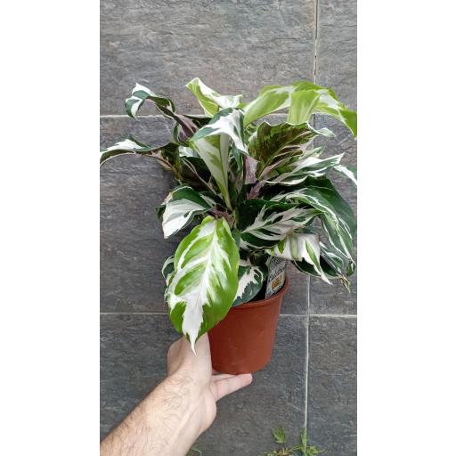 Calathea fusion white [1]