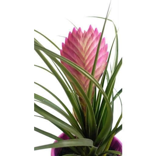 Tillandsia Cynea con macetero cerámica [3]
