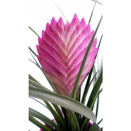 Tillandsia Cynea con macetero cerámica [2]