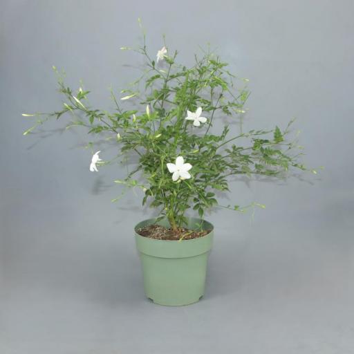 Jasmin grandiflorum